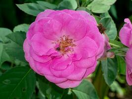 cerca arriba rosado Rosa flor con difuminar antecedentes. foto