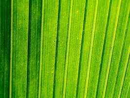 close-up texture of coconut leaf background photo