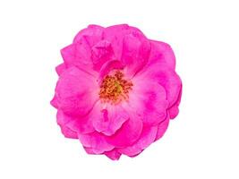 Close up Pink Rose flower on white background. photo