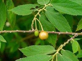 Close up Jam tree, Jamaican cherry, Malayan Cherry, West Indian Cherry. photo