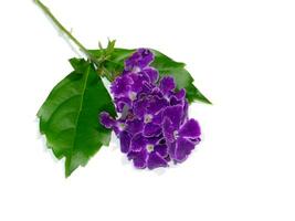 Close up Duranta, Pigeon Berry, Golden Dewdrop flower. photo