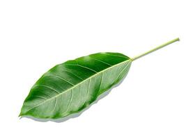 Close up Ficus Lacor Buch leaves on white background. photo