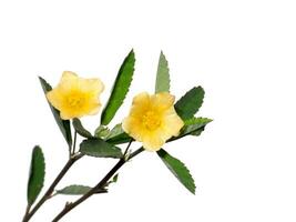 Close up Broom weed, Two-beaked, Snake's Tongue flower on branch with white background. photo