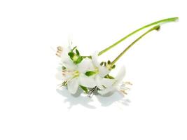 Close up Eukien tea flower on white background. photo