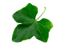 Close up Ivy Gourd leaf on white background. photo