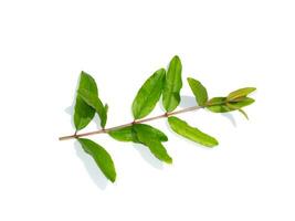 Close up Pomegranate, Punica apple leaves on white background. photo