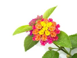 Close up Lantana flower on white background. photo