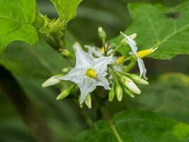 Close up Turkey berry flower with blur leaf. photo