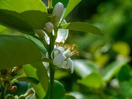 cerca arriba Lima flor en ramas con difuminar antecedentes en plantación. foto