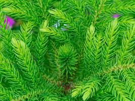 Close up Leaves of Coral reef araucaria, Cook pine, New Caledonia pine, Cook araucaria on blur background. photo