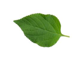 Close up Lantana leaf on white background. photo