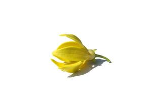 Close up Clinbing llang-llang flower on white background. photo