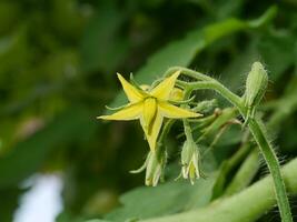 Close up tomato flower with blur background. photo