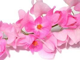 Close up maxican creeper flower on white background. photo