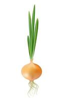 Vector Fresh Whole Yellow Onion Bulb with Green Onions Close up Isolated on White Background. Realistic onion