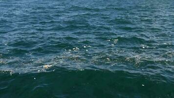 poluído mar água ondas . sujo comedor video