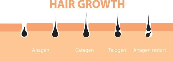 Hair growth cycle skin. Follicle anatomy anagen phase, hair growth diagram illustration. vector