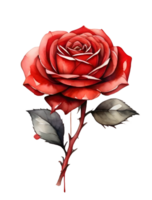AI generated Water color red rose on png background