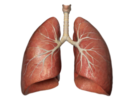 AI generated 3d realistic human lungs, with a transparent background png