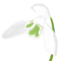 snowdrop flower on winter season png