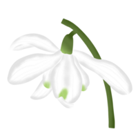 snowdrop flower on winter season png