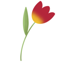 un' tulipano fiore png