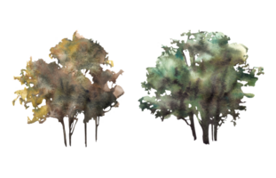 deciduo alberi o cespugli acquerello mano dipinto illustrazione clipart. vario foresta, parco, campo pianta elementi per il tuo carta, paesaggio modello, logo, etichetta. png