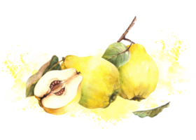 Hand painted watercolor arrangement. Yellow ripe juicy quince whole and cut fruits with seeds inside, branch, leaves with splashes. Clipart illustration for sticker, label. png