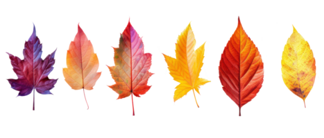 AI generated Vibrant Autumn Leaves Display Transparent Background. png