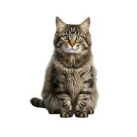 AI generated Majestic and Graceful British Cat Isolated on White Background for Feline Enthusiasts photo