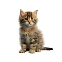 AI generated Intricately Crafted 3D Model of Dignified British kitten, Rendered with Precision, Isolated on White photo