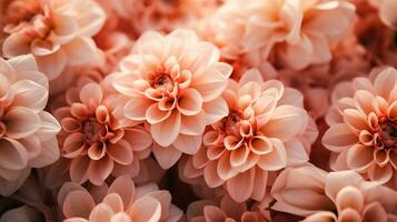 AI generated Beautiful flowers in soft color and blur style for wedding background. photo