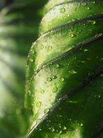 water drop on green leafe background Colocasia Pharoh Mass photo