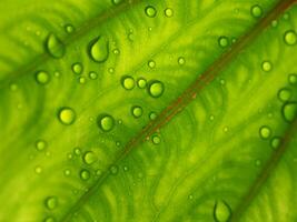 water drop on green leafe background Colocasia Pharoh Mass photo