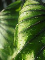 water drop on green leafe background Colocasia Pharoh Mass photo