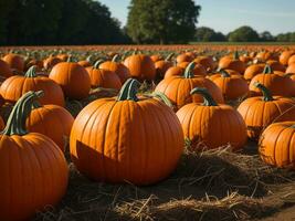 AI generated Seasonal Pumpkin Fields in Autumn. Pumpkin Plantation Scene. Pumpkin Patch photo