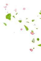 Fresh green leaves with pink flowers flying background photo