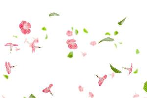 Fresh green leaves with pink flowers flying background photo