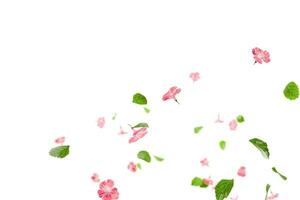 Fresh green leaves with pink flowers flying background photo