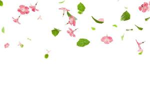 Fresh green leaves with pink flowers flying background photo