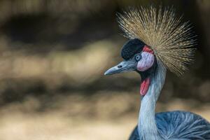 African Crested Crane on dark background. Exotic bird with pincushion feathers and elongated neck. Crowned grey bird in nature. photo