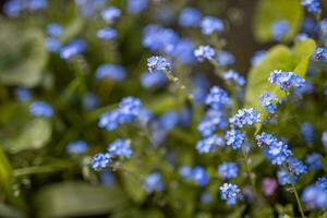 Blue flowers forget-me-in the field, toning, copy space for text. Little blue forget-me-not flowers on spring meadow blurred floral backdrop photo