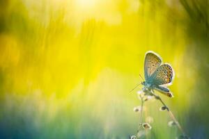 Beautiful nature close-up, summer flowers and butterfly under sunlight. Bright blur nature sunset nature meadow field with butterfly as spring summer concept. Wonderful summer meadow inspire nature photo