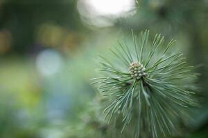 Green pine branches, closeup of evergreen tree. Spruce green lush foliage artistic nature photo