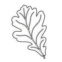 Vector image silhouette of a realistic shape of oak leave. Seasonal decorative background