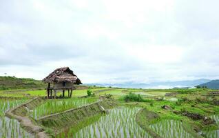 Local hut and homestay village on terraced Paddy rice fields on mountain in the countryside, Chiangmai Province of Thailand. Travel in greenery tropical rainy season concept photo