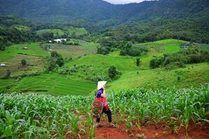 Asian woman wearing hill tribe clothing with wicker basket is smiling on agriculture paddy terrace rice on mountain. Traveler and farming for freedom in tropical culture life in  Thailand photo