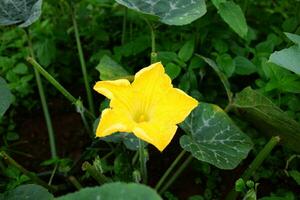 cerrado arriba amarillo calabaza florecer flor en agricultura granja en montaña foto