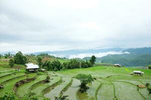 Local hut and homestay village on terraced Paddy rice fields on mountain in the countryside, Chiangmai Province of Thailand. Travel in greenery tropical rainy season concept photo