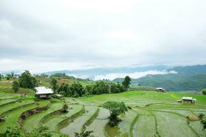 Local hut and homestay village on terraced Paddy rice fields on mountain in the countryside, Chiangmai Province of Thailand. Travel in greenery tropical rainy season concept photo